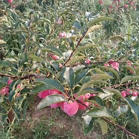 库伦旗鸡心果苹果 内蒙古自治区通辽市库伦旗 光果 全红
