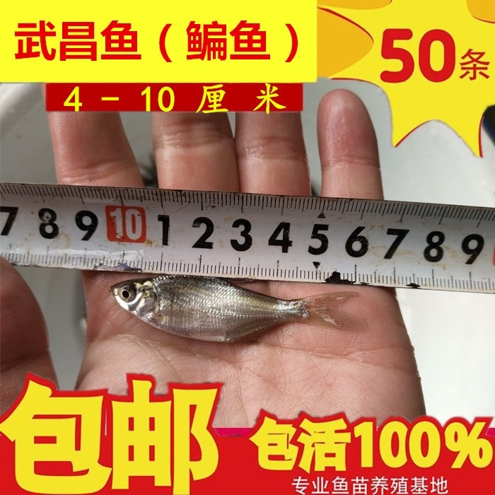 优质武昌鱼苗水花苗夏花鳊鱼苗扁鱼苗团头鲂养殖热卖