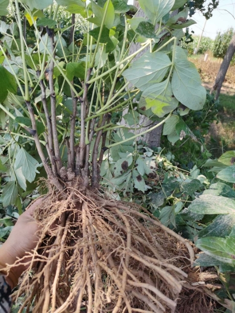 菏泽 菏泽观赏牡丹