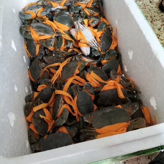 东台市青蟹 统货
