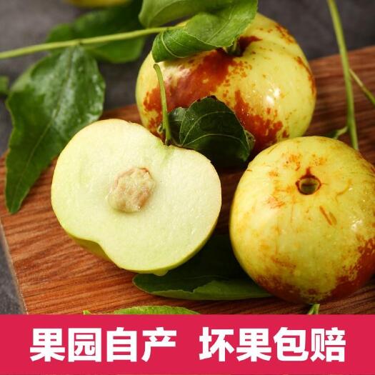 临猗县 蟠枣