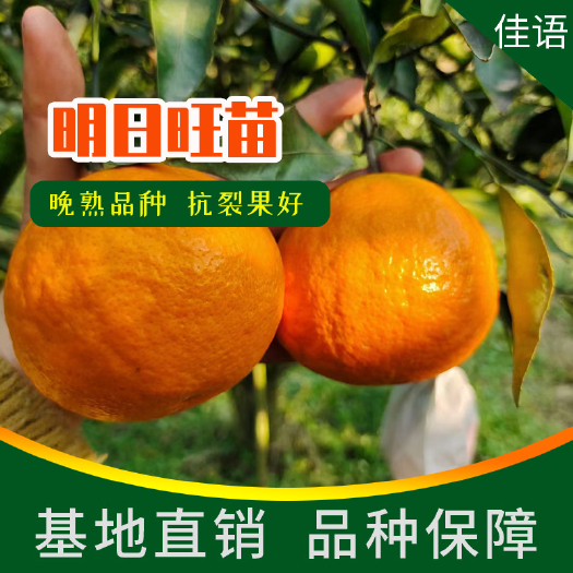 柑桔苗  明日旺柑橘苗批发（抗裂果明日见）