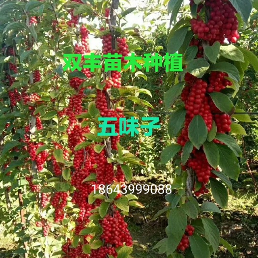 白山大量出售五味子苗。基地直发。价格低。量大优惠。需要的联系。