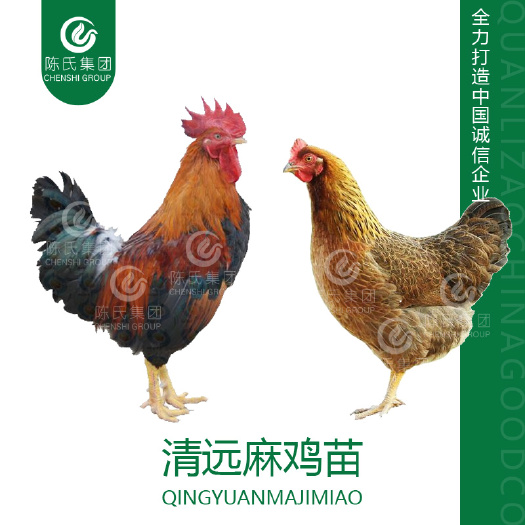南宁 清远麻鸡苗 土鸡苗 肉质细腻 打液氧疫苗