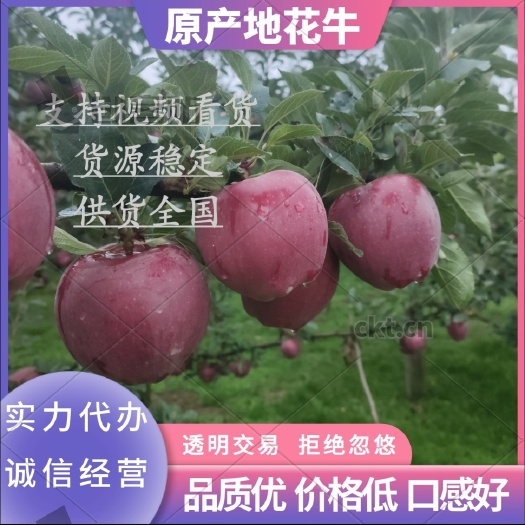 礼县2024  甘肃花牛苹果即将上市！需要的老板联系