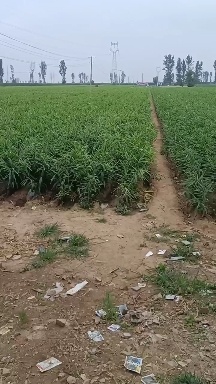 邯郸风姜 大姜红芽姜地头装车