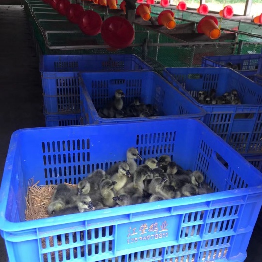 广东优质鹅苗，马岗鹅苗，蚬岗苗