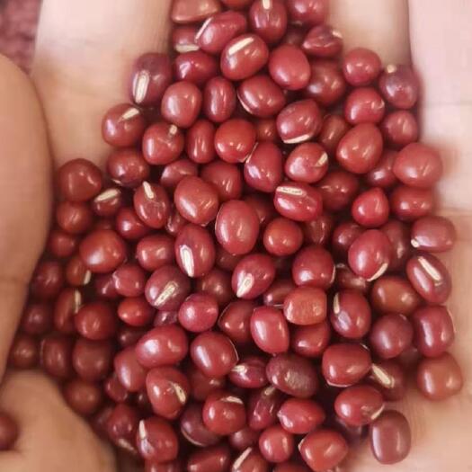 临沂红豆  红小豆，珍珠红，农安红，日本红，食品级红小豆。