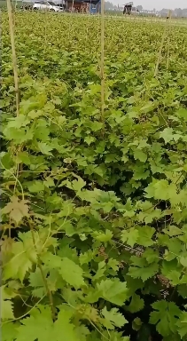 新沂市 葡萄苗