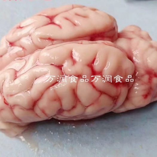 成都鲜冻猪脑花带小脑，96个解冻不溶不散，量大谈价，颜色好，