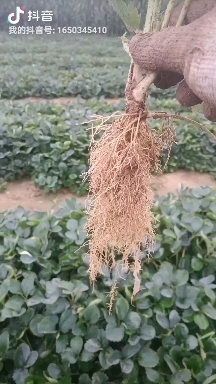 平度市 章姬甜宝草莓苗，根系发达，大量出售