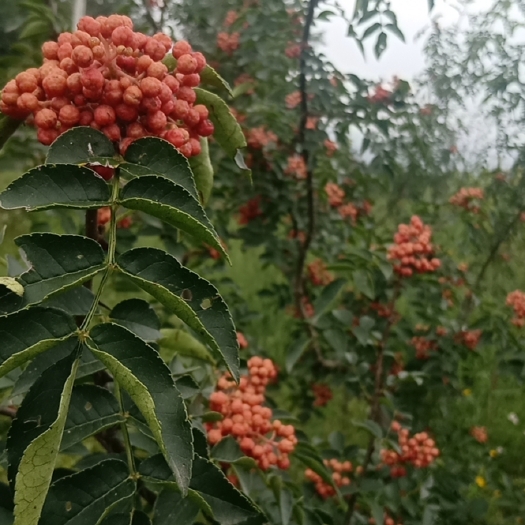 乾县大红袍花椒 2021鲜花椒