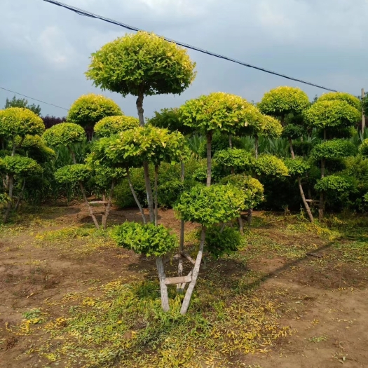 铁岭县金叶榆造型树