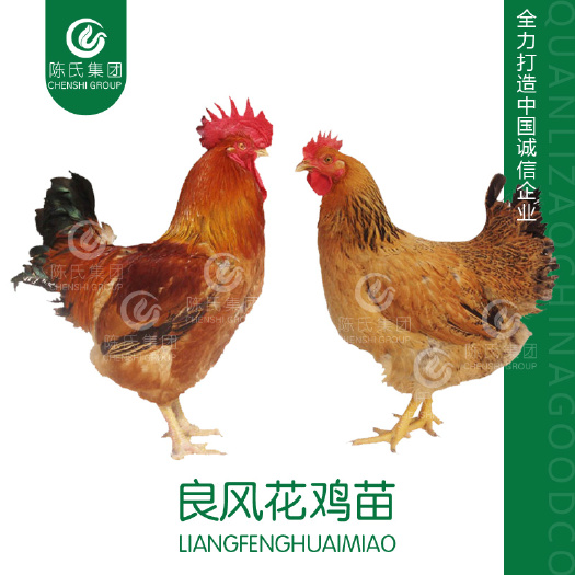 南宁快大型良凤花鸡苗 麻鸡苗 肉鸡苗 打液氧疫苗70天5.8斤