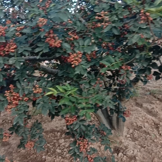 芮城县花椒 山西省运城市芮城县 一级 干花椒 