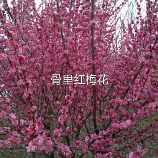 新沂市红梅，绿梅，宫粉，美人梅多个品种梅花苗