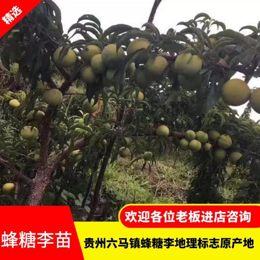 镇宁县蜂糖李树苗  蜂糖李子苗。贵州省六马大弄袍母树之乡。快技术提供指导。