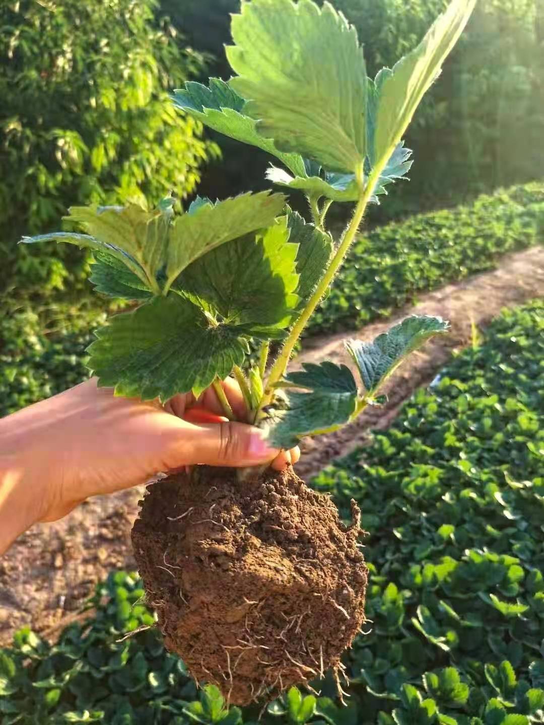 章姬奶油草莓苗繁育基地 根系发达的章姬草莓苗提供种植技术