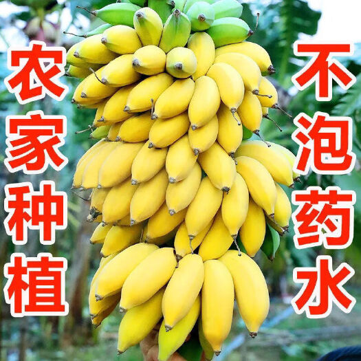 宾阳县广西小米蕉当季新鲜水果苹果蕉粉蕉西贡香蕉5/9斤整箱包邮