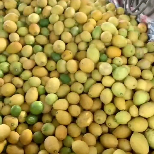 佛山广东香水柠檬，黄果，茨果价优