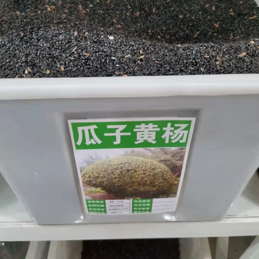 瓜子黄杨种子 黄杨木树种大小叶黄杨籽  瓜子黄杨种子