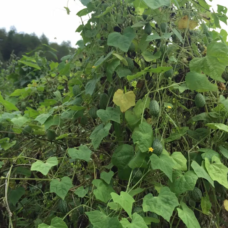 拇指西瓜  迷你小西瓜種子  早熟袖珍小西瓜皮薄結(jié)瓜多多年生