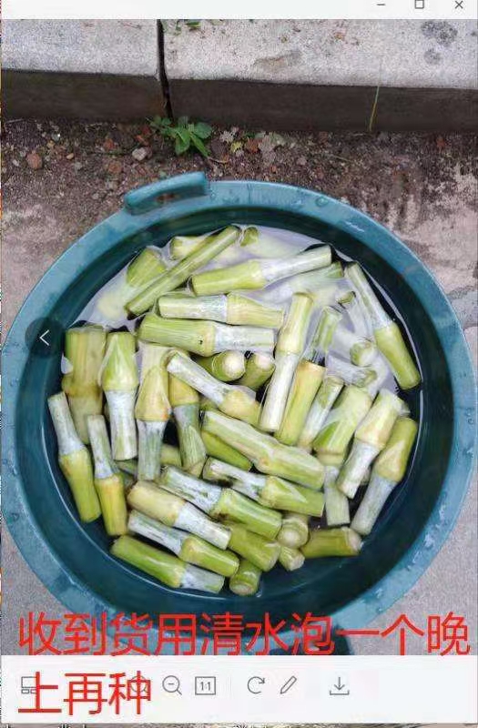 汕头包邮汕研皇竹草种子100节1包