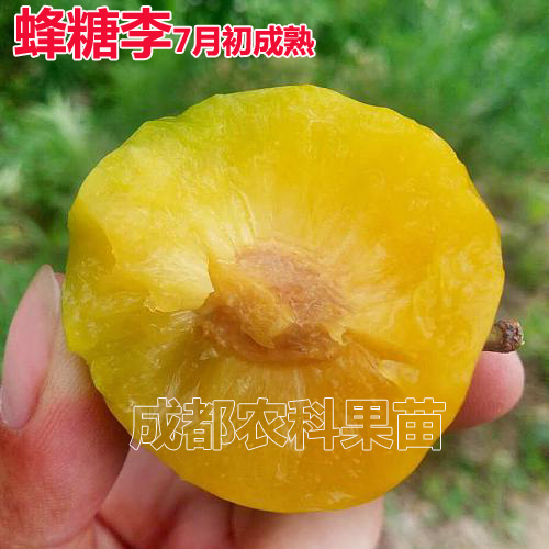 成都蜂糖李树苗李子苗品种纯正粗壮根系完整如假包赔指导技术包售后