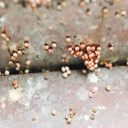 北京生物防治虫 米蛾卵 实验专用