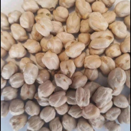 临沂鹰嘴豆，源头厂家直销，颗粒大，均匀饱满，当年新货