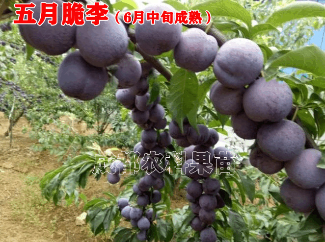 五月脆李苗 五月脆李子苗凤凰李树苗品种正宗纯正根系完整指导种