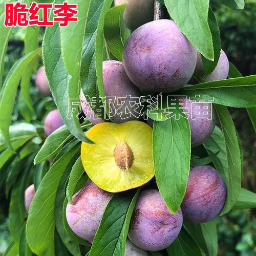 成都脆红李苗 脆红李子苗李树苗货真价实品种纯正根系完整全程指导技术包售后