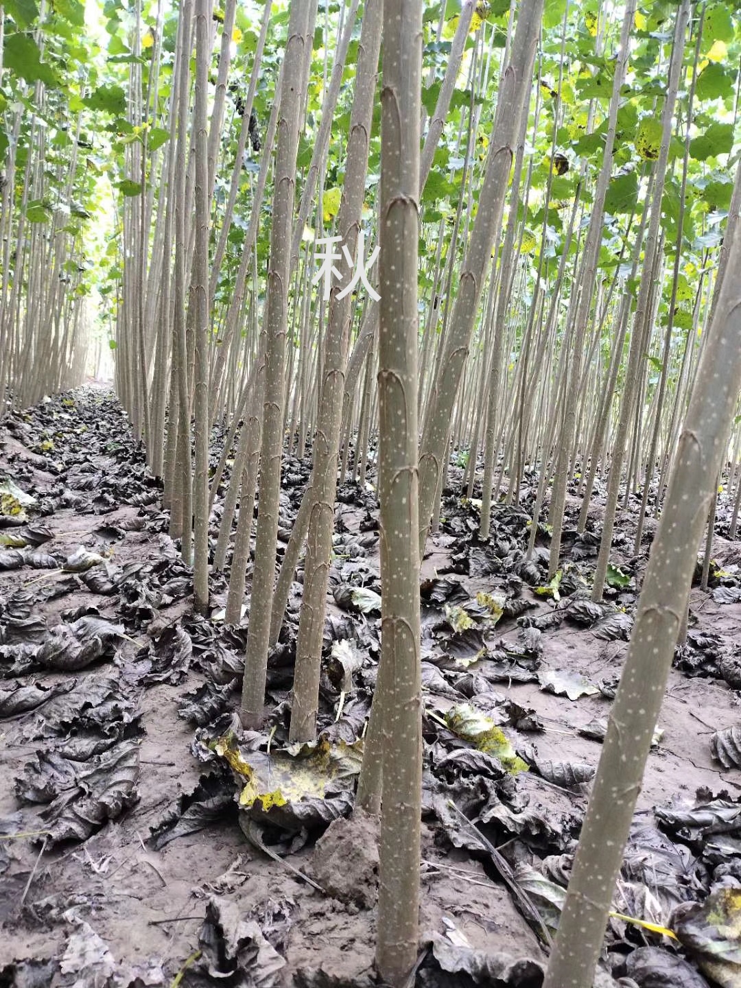 速生小城黑  杨树苗 小黑快杨树苗