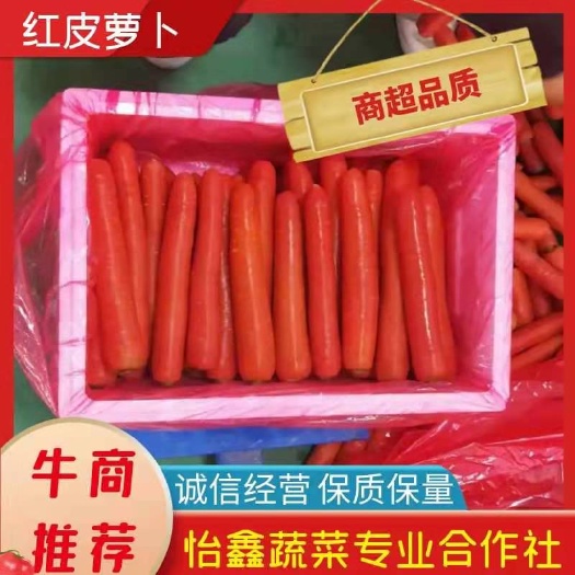 大荔县秤杆红萝卜  常年供应红萝卜一手货源可视频订货质量保证
