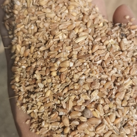 容城县碎麦 麦漏，草籽麦，麦灰，大量供应，长年有货。