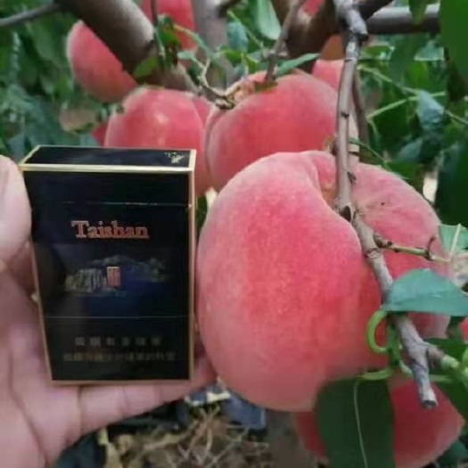 邱县黄皮果 珍品王，个大口感好