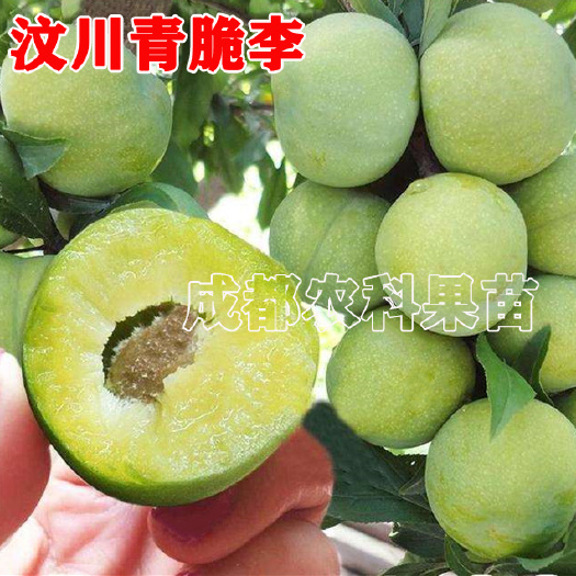 成都青脆李苗  汶川青脆李树苗清脆李子苗品种纯正粗壮根系完整指导技术包售后