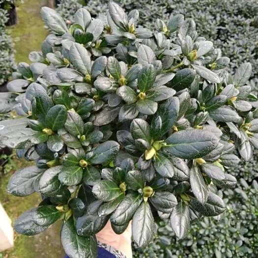 漳平市樱桃红杜鹃，冠幅二十五左右。花苞正在开