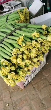 濮阳县 鲜花丝瓜基地