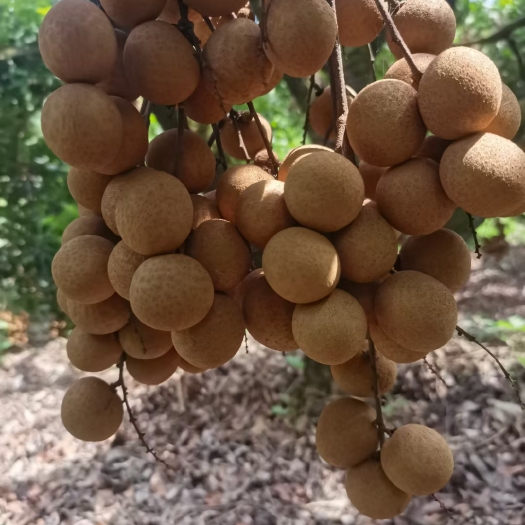 桂圆肉 厦门特产凤梨穗桂圆干