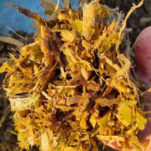 潍坊玉米青贮 牛羊草料