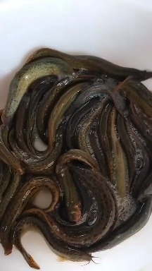  泥鳅