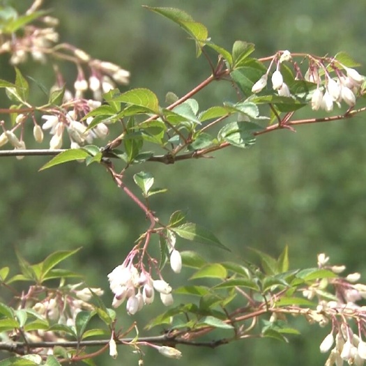 万源市珍珠花菜，树花菜