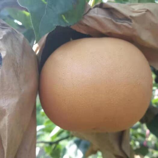 东营【推荐】高品质、高产量富硒秋月梨 大量上市中 可视频