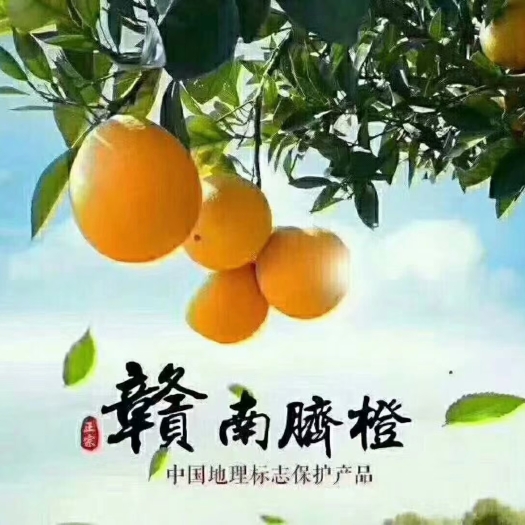 寻乌县九月红脐橙 赣南脐橙，糖度高，橙香味足，肉质鲜嫩多汁，口感好，满满的维C