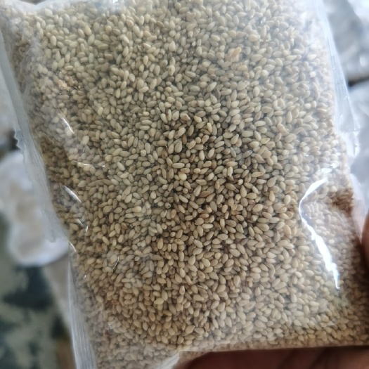 武汉白芝麻  一级熟（白）芝麻200克