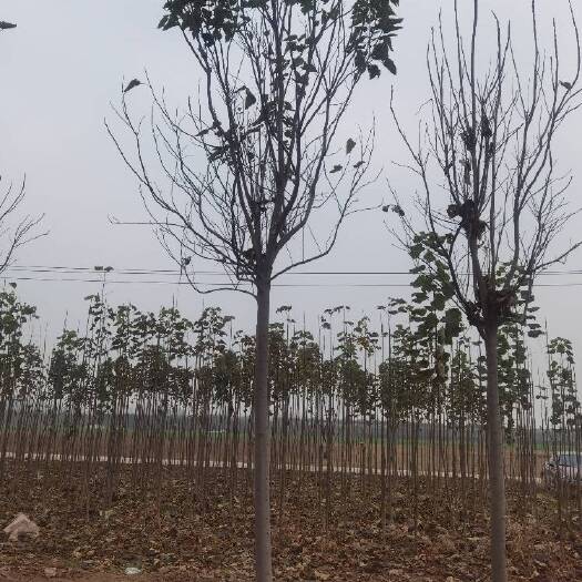 周口金丝楸 梓树，楸树