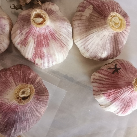 杞县河南开封杞县新鲜红皮干蒜 新蒜产地直发 支持整车物流送货上门