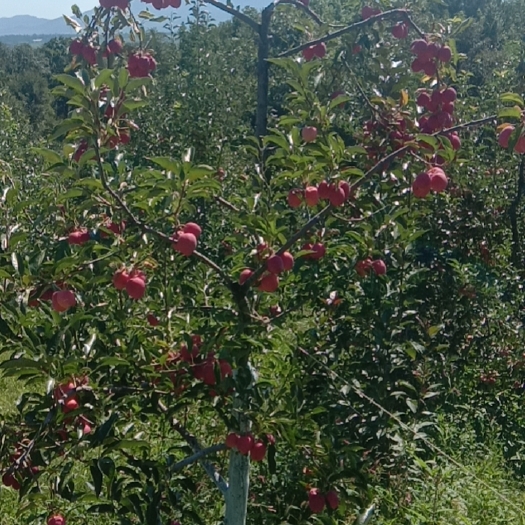 柳河县鸡心果苹果 全红鸡心果