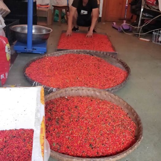 华重楼  重楼种子自产自销一手货源